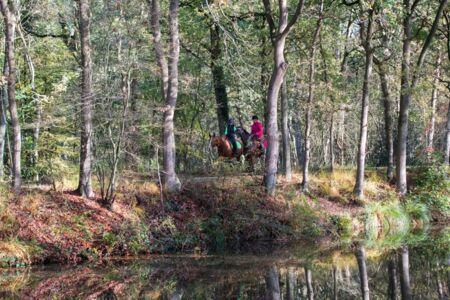 paard_bos1.jpg
